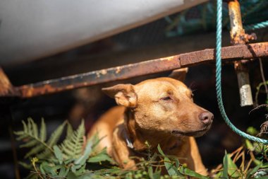 Avusturalya çalılıklarında bir parkta kelpie köpeği