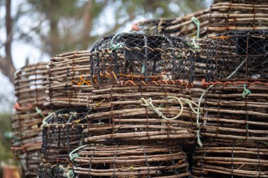 Baharda Tazmanya Avustralya 'da istiflenmiş kerevit tencereleri.