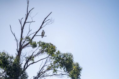Avustralya 'da bir ağaçta oturan beyaz deniz kartalı.