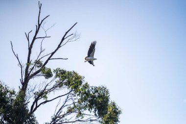 Avustralya 'da bir ağaçta oturan beyaz deniz kartalı.