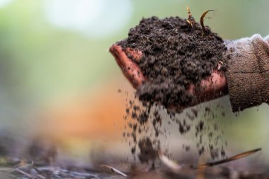 Çiftçi, Amerika 'daki bir çiftlikte toprak sağlığını gözlemek için toprağı elinde tutuyor.
