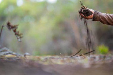 Çiftçi toprağı elinde tutuyor ve toprağa toprak döküyor. Karaya ve çevreye bağlı. Avustralya 'da toprak tarımı. Toprak çalılığı çalışması. Doğayla iç içe.