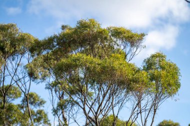 Avustralya ormanlarındaki güzel sakız ağaçları ve çalılar. Gumtrees ve Avustralya 'da yetişen yerel bitkiler 