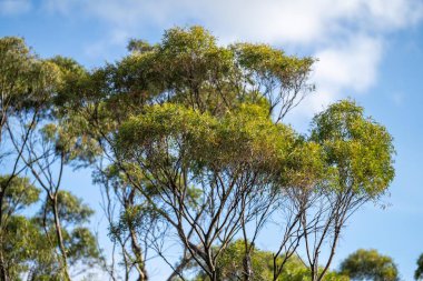Avustralya ormanlarındaki güzel sakız ağaçları ve çalılar. Gumtrees ve Avustralya 'da yetişen yerel bitkiler 