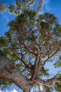 Avustralya ormanlarındaki güzel sakız ağaçları ve çalılar. Gumtrees ve Avustralya 'da yetişen yerel bitkiler 