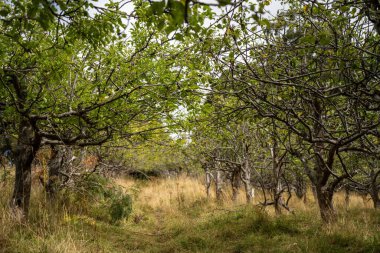 Elma ağacı bahçesi Avustralya 'da ilkbaharda yeni yapraklar alıyor.
