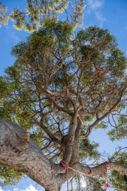 Avustralya ormanlarındaki güzel sakız ağaçları ve çalılar. Gumtrees ve Avustralya 'da yetişen yerel bitkiler 