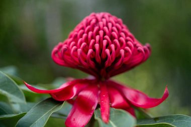 Avustralya çalılıklarında yerel çiçekler. yerel bitkiler büyüyor 