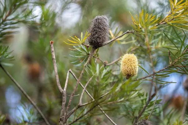 stock image native flowers in the australian bush. native plants growing 