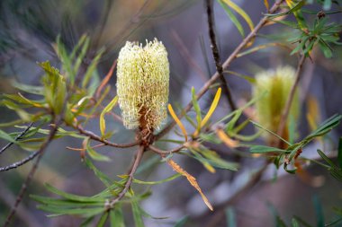 Avustralya 'da bir parkta, ilkbaharda, parlak sarı bankacılık çiçeği.