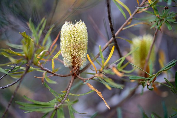 яркий родной желтый цветок банксии весной в национальном парке в Австралии в парке