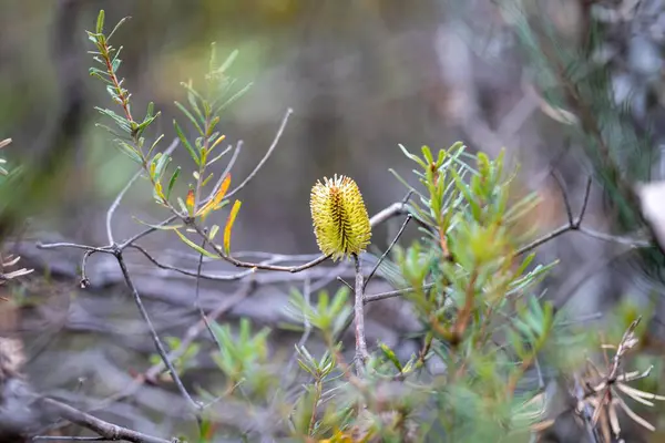 stock image bright native yellow banksia flower in spring in a national park in australia in a park