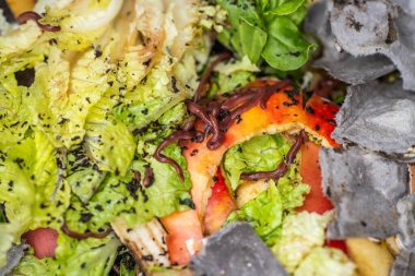 Gübre yığınındaki solucanlar. Avustralya 'da bir çiftlikte gübre için toprak biyolojisi içeren termohilik gübre üretiyor.