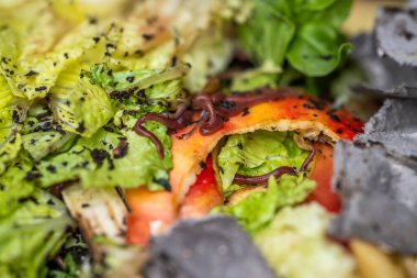 Gübre yığınındaki solucanlar. Avustralya 'da bir çiftlikte gübre için toprak biyolojisi içeren termohilik gübre üretiyor.