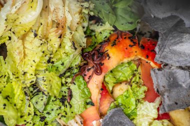 Gübre yığınındaki solucanlar. Avustralya 'da bir çiftlikte gübre için toprak biyolojisi içeren termohilik gübre üretiyor.