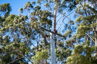 Avustralya 'daki çalılıklarda elektrik hatları. Güç direkleri Tazmanya 'da yangın tehlikesi yaratıyor