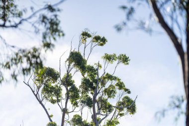 Avustralya 'nın çalılıklarındaki yerli bitkiler, Avustralya ormanlarındaki güzel sakız ağaçları ve çalılar. Gumtrees ve Avustralya 'da yetişen yerel bitkiler 