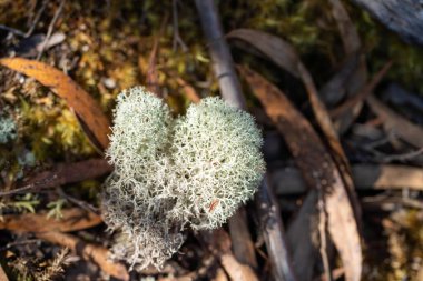 Avustralya ormanlarındaki bir ağaçta yetişen lignin ve yosun. Üniversite öğrencisi çalılıklarda mantar ve mantar çürümesi araştırıyor.