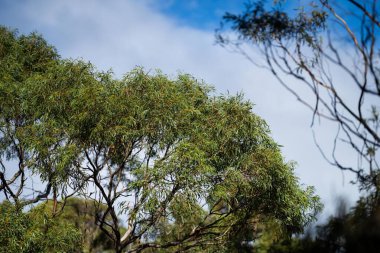 Avustralya 'nın çalılıklarındaki yerli bitkiler, Avustralya ormanlarındaki güzel sakız ağaçları ve çalılar. Gumtrees ve Avustralya 'da yetişen yerel bitkiler 