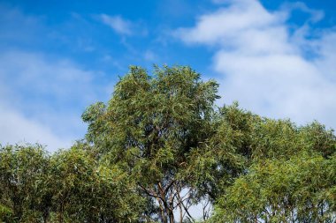 Avustralya 'nın çalılıklarındaki yerli bitkiler, Avustralya ormanlarındaki güzel sakız ağaçları ve çalılar. Gumtrees ve Avustralya 'da yetişen yerel bitkiler 
