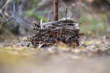 Ormandaki bir kütüğün üzerindeki huş ağacı ve kozalak yuvası.