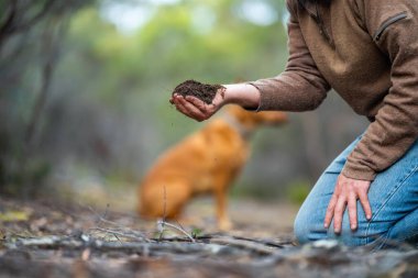 Çiftçi, çiftlikte toprak sağlığını gözlemek için toprağı elinde tutuyor..
