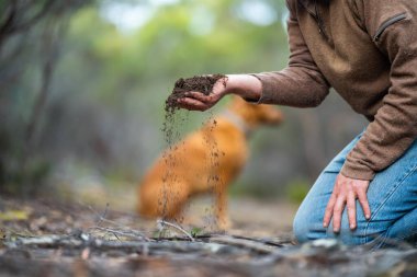 Çiftçi toprağı elinde tutuyor ve toprağa toprak döküyor. Karaya ve çevreye bağlı. Avustralya 'da toprak tarımı. toprak fundalığı çalışması