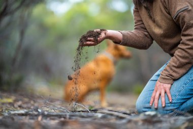 Çiftçi, Avustralya 'daki bir çiftlikte toprak sağlığını gözlemek için toprağı elinde tutuyor.