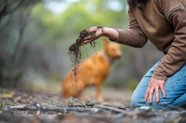 Yenileyici organik çiftçi, toprak örnekleri alıyor ve bir çiftlikteki bitkilere bakıyor. Sürdürülebilir tarım uygulaması. Amerika ve Avustralya 'da