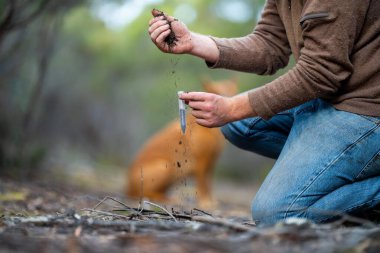 Bir tarlada toprak testi için toprak örneği alıyorum. Avustralya 'da karbon tecrit ve bitki sağlığı testi