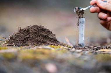 Bir tarlada toprak testi için toprak örneği alıyorum. Avustralya 'da karbon tecrit ve bitki sağlığı testi
