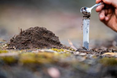 Çiftçi, çiftlikte toprak sağlığını gözlemek için toprağı elinde tutuyor..