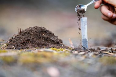 Yenileyici organik çiftçi, toprak örnekleri alıyor ve bir çiftlikteki bitkilere bakıyor. Sürdürülebilir tarım uygulaması. Amerika ve Avustralya 'da
