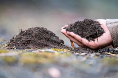 Çiftçi toprağı elinde tutuyor ve toprağa toprak döküyor. Karaya ve çevreye bağlı. Avustralya 'da toprak tarımı. toprak fundalığı çalışması