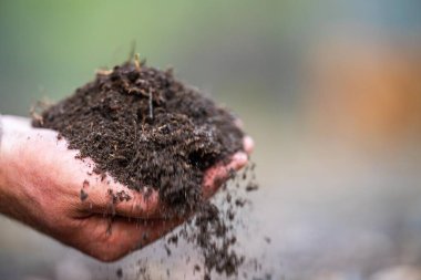 Bir tarlada toprak testi için toprak örneği alıyorum. Avustralya 'da karbon tecrit ve bitki sağlığı testi