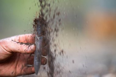toprak bilimci çiftçi baharda bir tarlada toprak örneklerine ve çimenlere bakıyor. Bitkilerin ve toprak sağlığının büyümesine bakıyoruz. toprak örnekleri