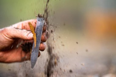 Bir tarlada toprak testi için toprak örneği alıyorum. Avustralya 'da karbon tecrit ve bitki sağlığı testi