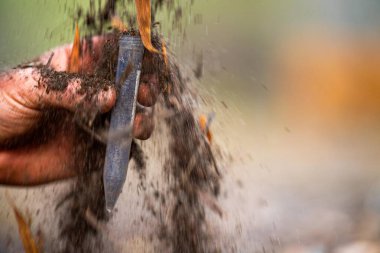 Yenileyici organik çiftçi, toprak örnekleri alıyor ve bir çiftlikteki bitkilere bakıyor. Sürdürülebilir tarım uygulaması. Amerika ve Avustralya 'da