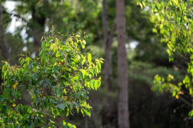 Avustralya 'nın çalılıklarındaki yerli bitkiler, Avustralya ormanlarındaki güzel sakız ağaçları ve çalılar. Gumtrees ve Avustralya 'da yetişen yerel bitkiler 