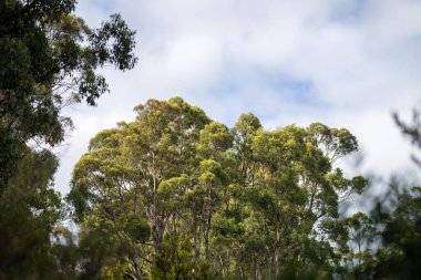Avustralya 'nın çalılıklarındaki yerli bitkiler, Avustralya ormanlarındaki güzel sakız ağaçları ve çalılar. Gumtrees ve Avustralya 'da yetişen yerel bitkiler 