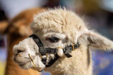 Alpaka sürüsü, tarlada otlayan alpakalar. Çayırdaki beyaz lama