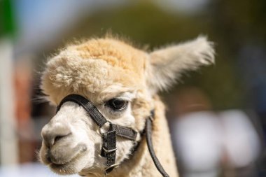 Alpaka sürüsü, tarlada otlayan alpakalar. Çayırdaki beyaz lama