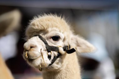 Altın Parıltı 'da Majestic Alpaca: Kırsal Koşumlu Lush Green Pasture' da Duran Uzun Boylu