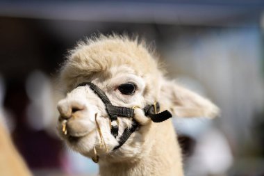 Alpaka sürüsü, tarlada otlayan alpakalar. Çayırdaki beyaz lama