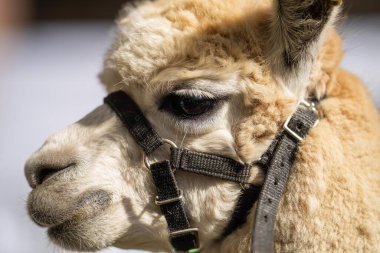 Altın Parıltı 'da Majestic Alpaca: Kırsal Koşumlu Lush Green Pasture' da Duran Uzun Boylu