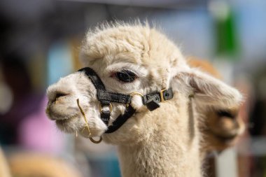 Altın Parıltı 'da Majestic Alpaca: Kırsal Koşumlu Lush Green Pasture' da Duran Uzun Boylu