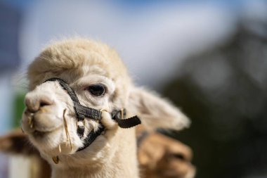 Alpaka sürüsü, tarlada otlayan alpakalar. Çayırdaki beyaz lama