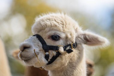 Alpaka sürüsü, tarlada otlayan alpakalar. Çayırdaki beyaz lama