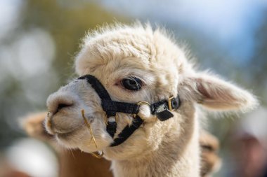 Altın Parıltı 'da Majestic Alpaca: Kırsal Koşumlu Lush Green Pasture' da Duran Uzun Boylu