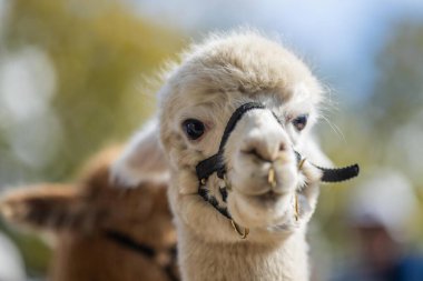 Altın Parıltı 'da Majestic Alpaca: Kırsal Koşumlu Lush Green Pasture' da Duran Uzun Boylu